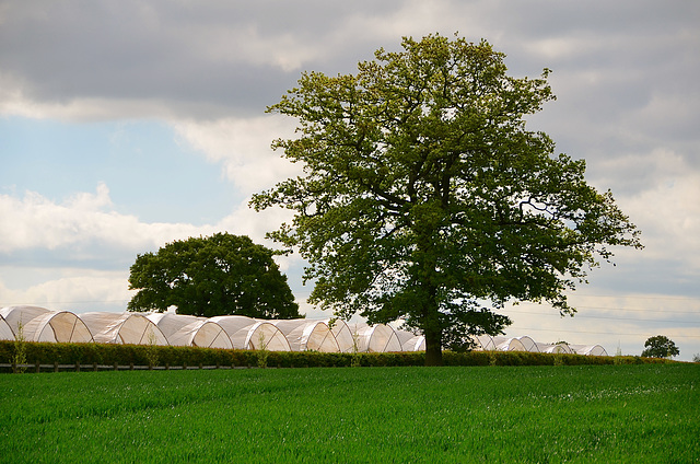 Bury Ring, Staffordshire