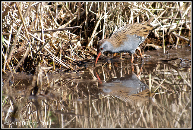 Water Rail.....WWT Arundel