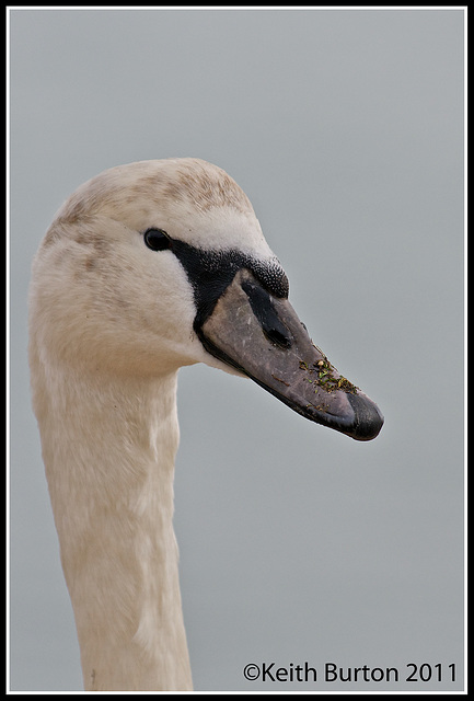 Swan Portrait