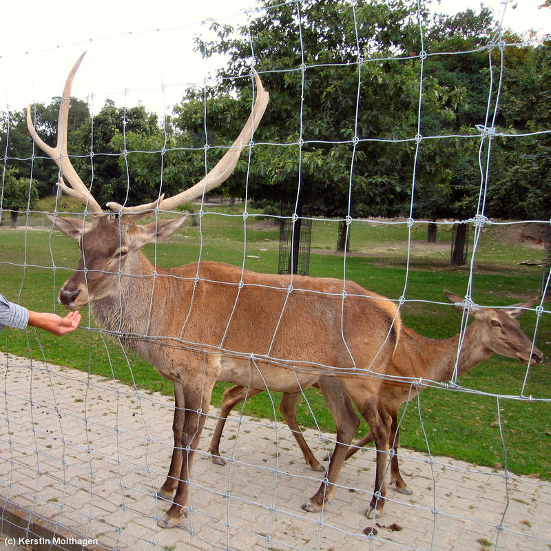 Rothirsch (Opel-Zoo)