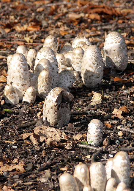 Shaggy Ink Caps