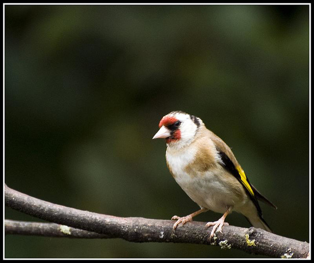 Goldfinch in the garden