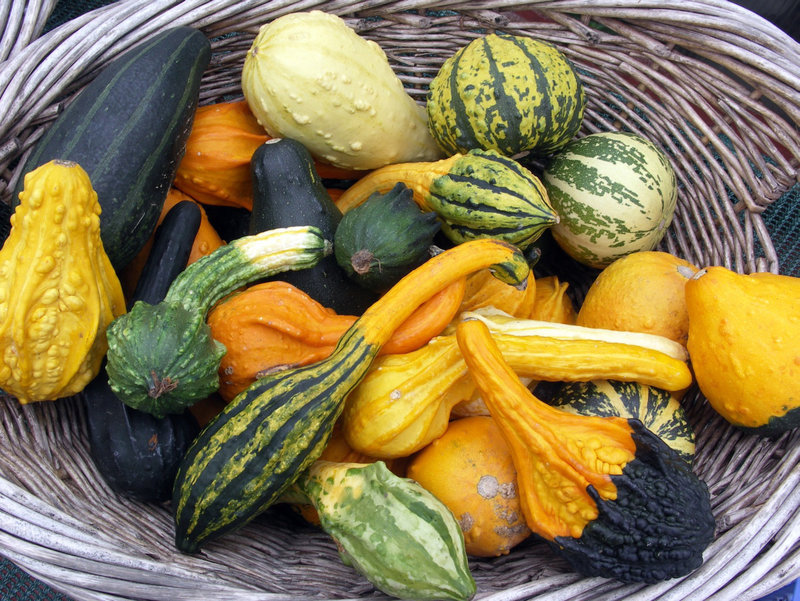 Gourds 2