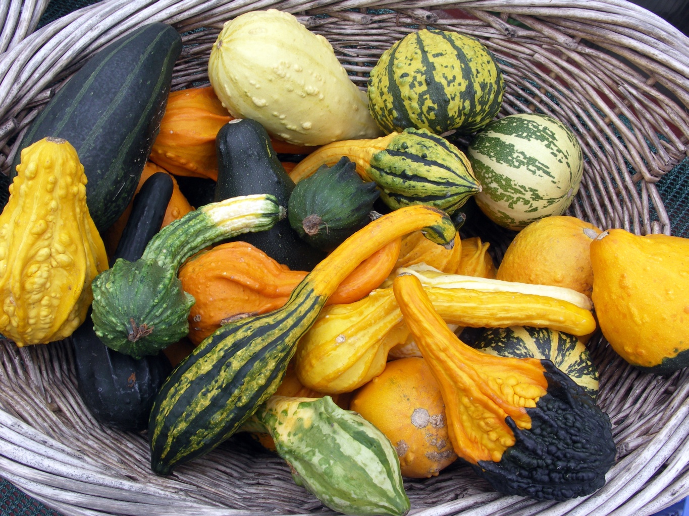 Gourds 2