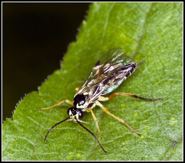 Alder Fly (?)