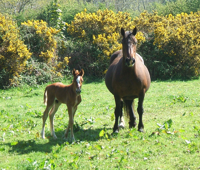 Horse and Foal