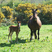 Horse and Foal
