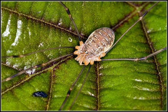 Harvestman Spider