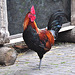 Boerderij 't Geertje – Rooster