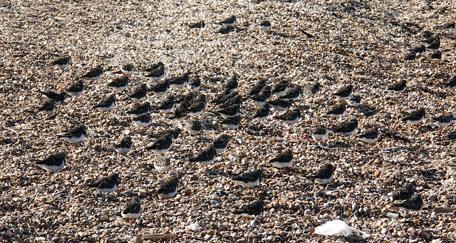 Turnstones