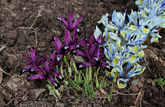 Iris reticulata 'Pauline ' (2)