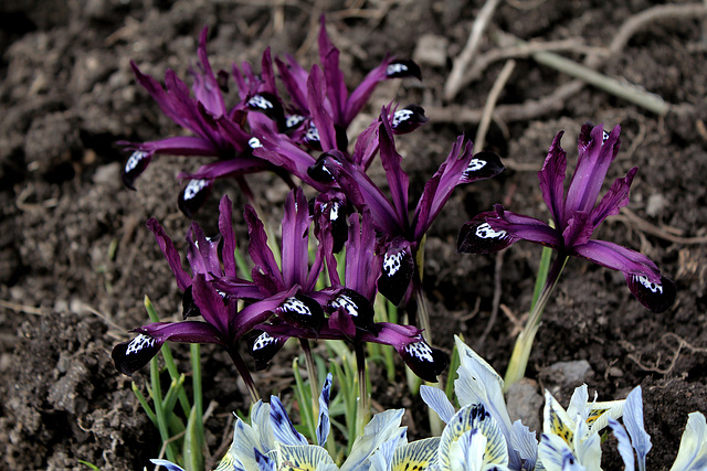 Iris reticulata 'Pauline ' (3)