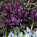 Iris reticulata 'Pauline ' (3)