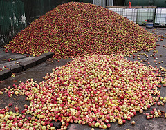 Burrow Hill Apples