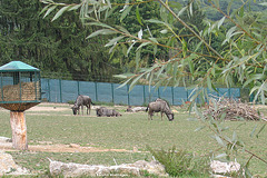 Afrikasavanne (Opel-Zoo)