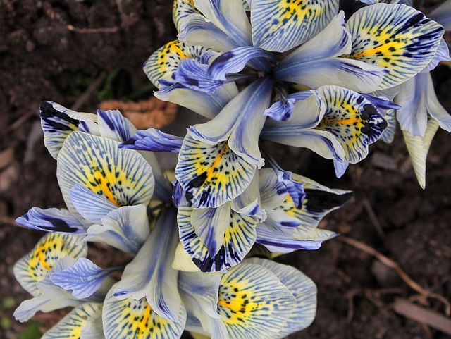 Iris x histrioïdes 'Katharine Hodgkin