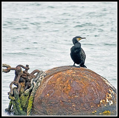 Cormorant