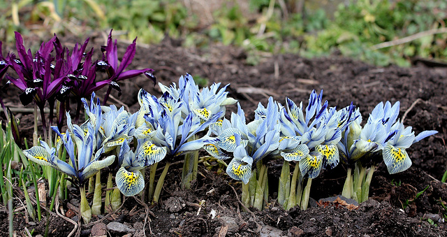 Iris x histrioïdes 'Katharine Hodgkin (2)