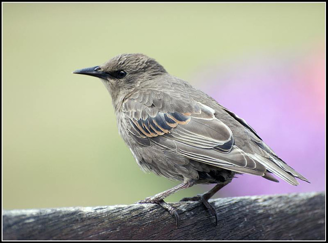 Juvenile Starling