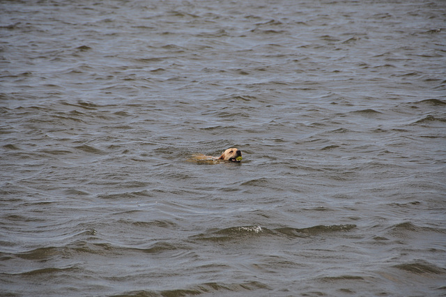 Water Dog