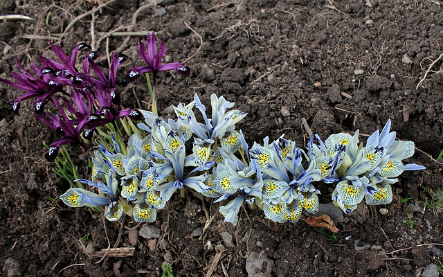 Iris x histrioïdes 'Katharine Hodgkin (3)