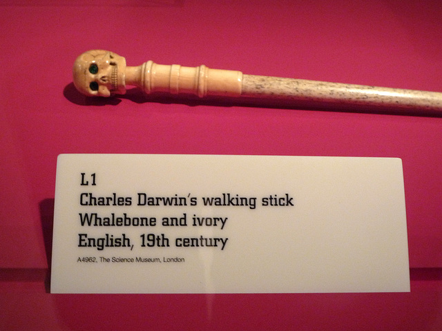 Darwin's stick