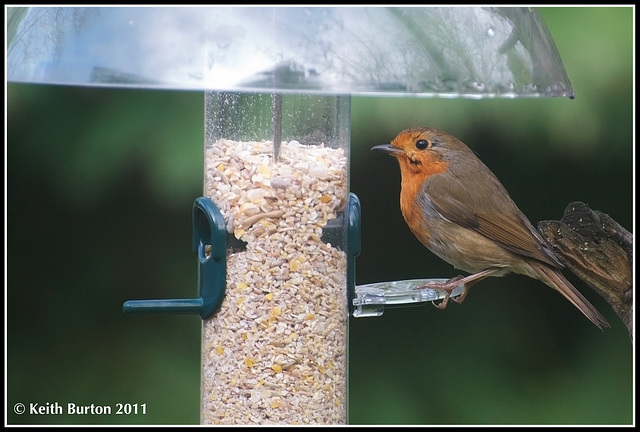 Robin................in my garden