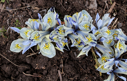 Iris x histrioïdes 'Katharine Hodgkin (5)