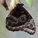 Blue Morpho Butterfly