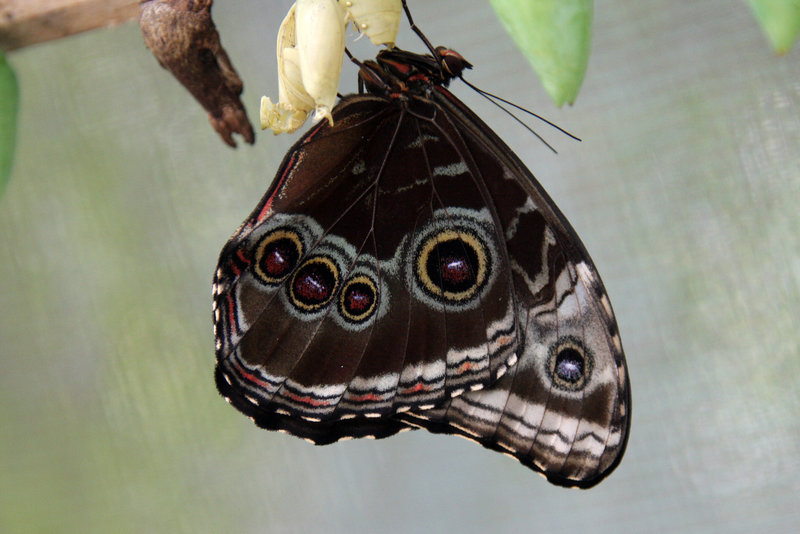 Blue Morpho Butterfly