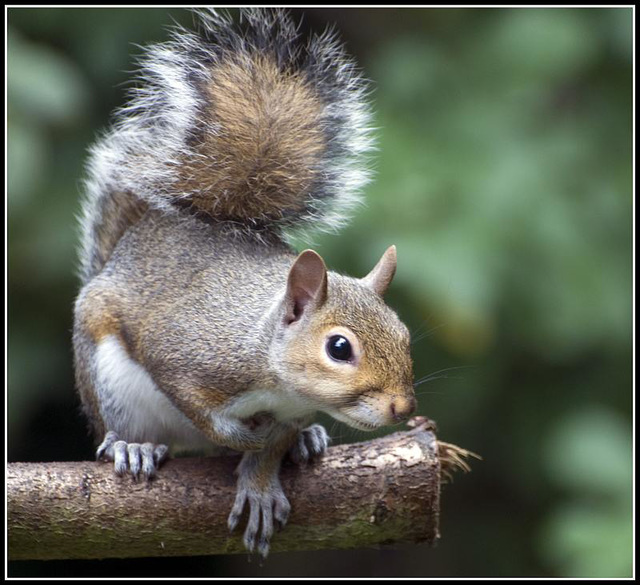 Squrrel in the garden