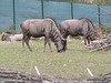 Gnus (Opel-Zoo)