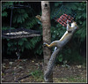 Squirrel raiding bird feeder