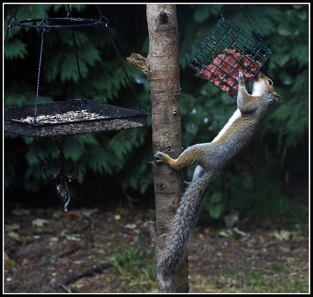 Squirrel raiding bird feeder