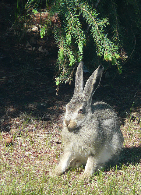 Jack Rabbit