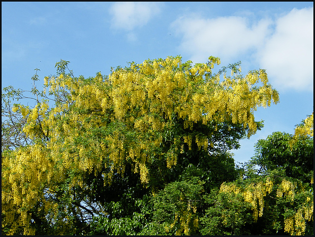 laburnam in a blue sky