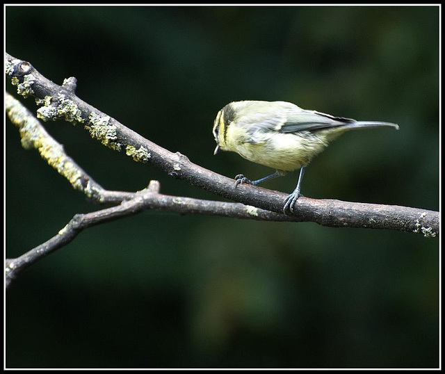 Blue Tit in the garden