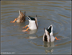 WWT Arundel.......more Bottoms Up!