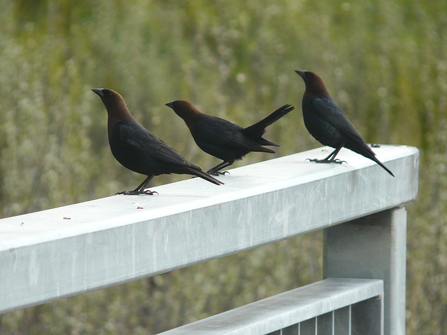 Brown-headed Cowbirds