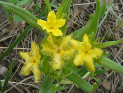 Narrow-leaved Puccoon