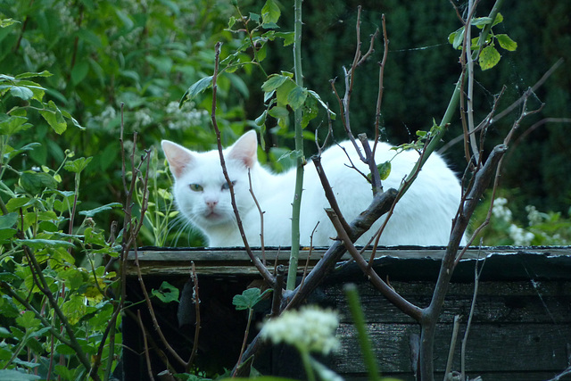 White cat