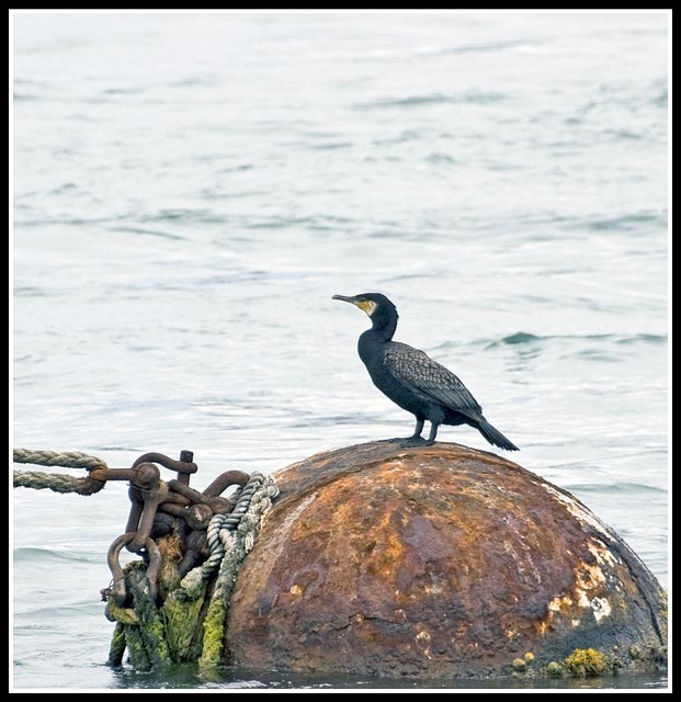 Cormorant