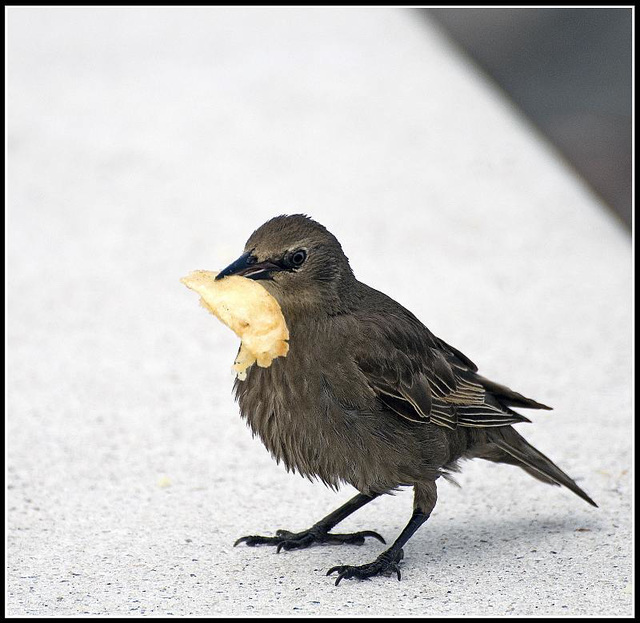 Juvenile Starling,,,,Chip anyone?