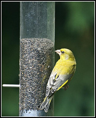 Greenfinch in the garden