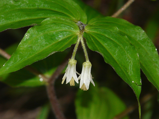 Fairybells