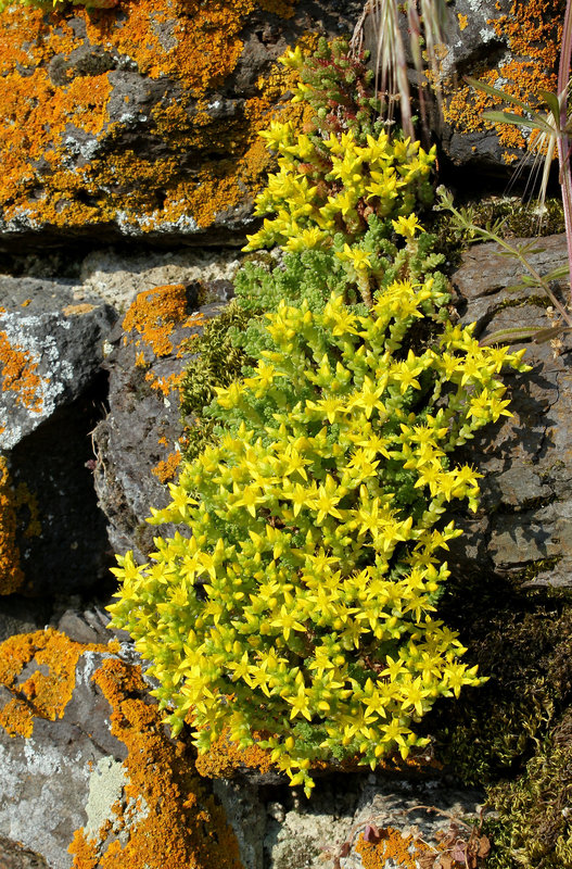 Sedum acre
