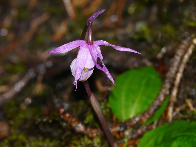 Wild Calypso Orchid