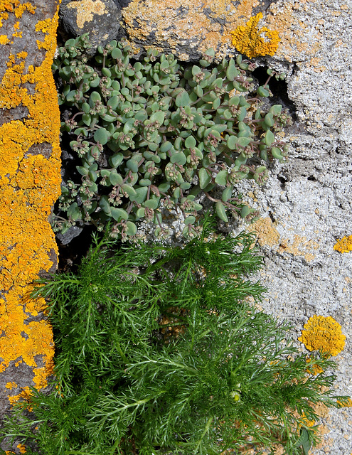 Sedum et Matricaire