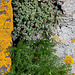 Sedum et Matricaire