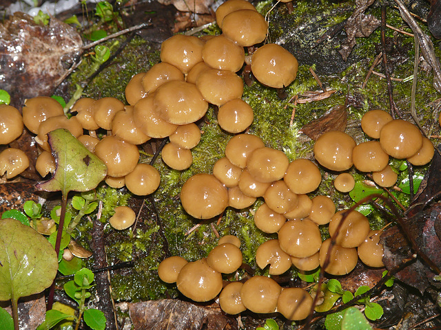 Mushrooms galore